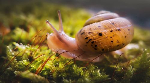 Close-up of snail on plant