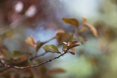 Close-up of leaves on tree during autumn