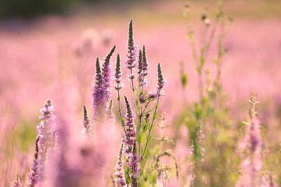 Close-up of pink flowering plants on field