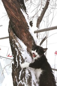 Close-up of cat on snow covered tree