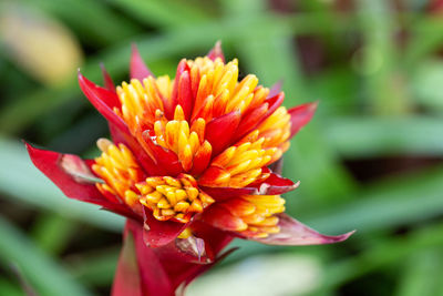 Close-up of red flower