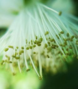 Close-up of white flowers