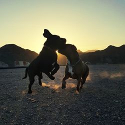 Dogs playing outdoors against sky during sunset