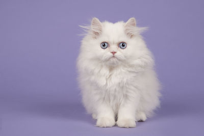 Portrait of white cat