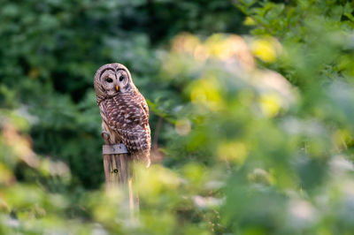 Portrait of owl perching on rock