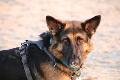 Portrait of dog on beach