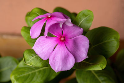 Close-up of pink flowering plant