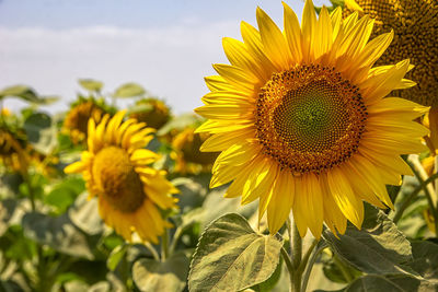 Close-up of yellow sunflower