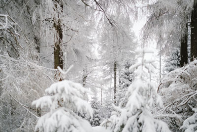 Close-up of frozen plant