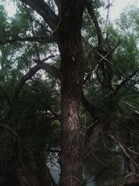 Low angle view of trees in forest