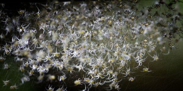 Full frame shot of plants in water