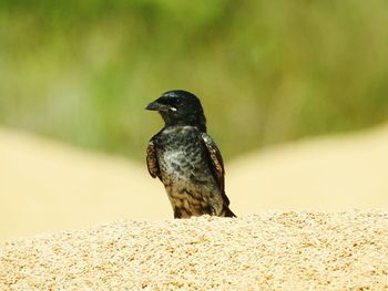 Close-up of bird perching on a land