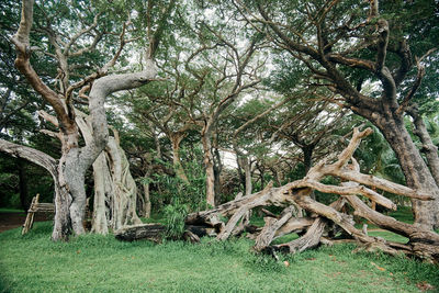 Trees on field in forest