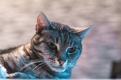 Close-up of a cat looking away