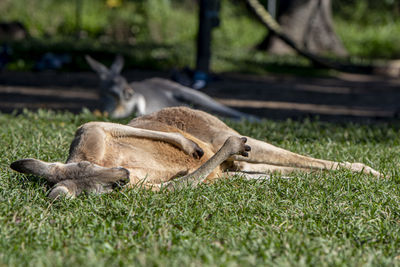 Kangaroo in a park