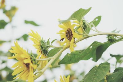 Close-up of yellow flowering plant