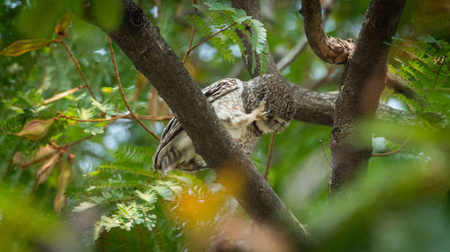 Low angle view of squirrel on tree in forest