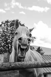 Portrait of horse in ranch against sky