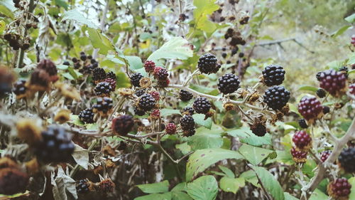 Close-up of berries growing on plant