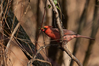 Close-up of bird perching on branch