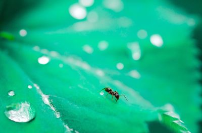 Close-up of insect on leaf