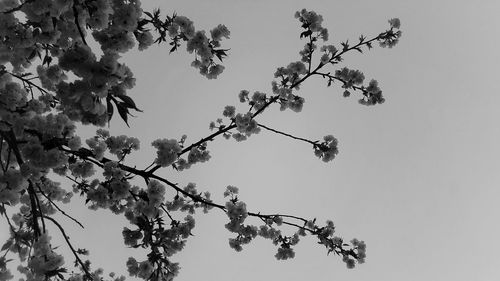 Low angle view of cherry blossoms against clear sky