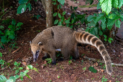 High angle view of an animal