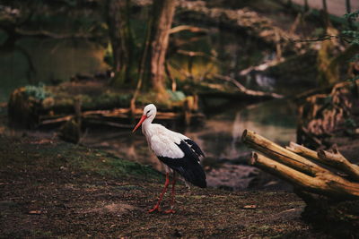 Close-up of bird perching on a field