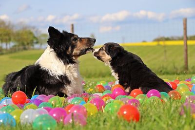 Dog on multi colored grass