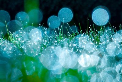 Close-up of dew drops in grass