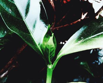 Close-up of wet plants