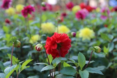 Close-up of red hibiscus blooming outdoors