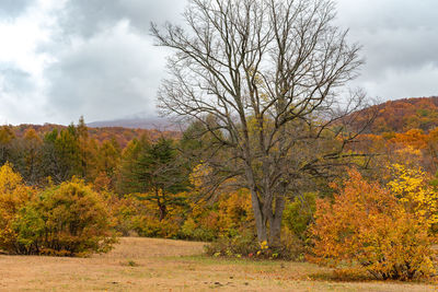 Trees growing in forest against sky during autumn