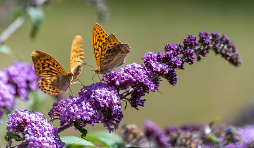 Close-up of butterfly pollinating on flower