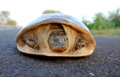 Close-up of a shell on the road