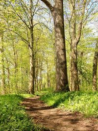 Footpath passing through forest