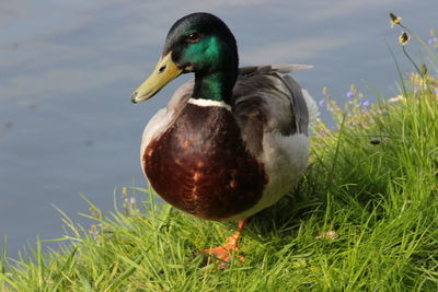 Close-up of bird on grass