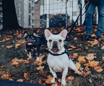 Low section of dog by autumn leaves on land