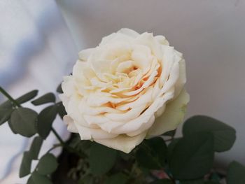 Close-up of white rose