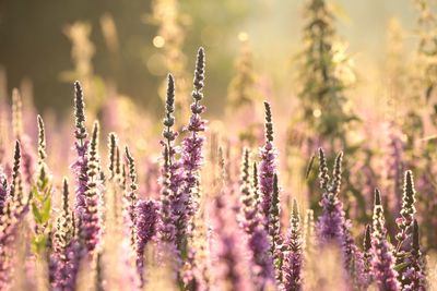 Close-up of lavender on field