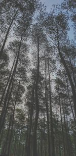 Low angle view of trees in forest