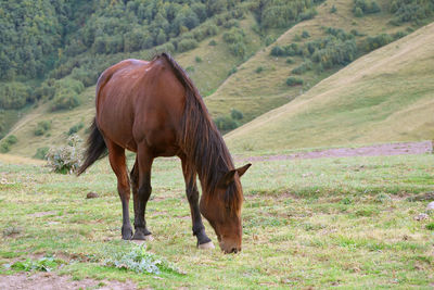 One brown wild horse grazing in a foothills meadow