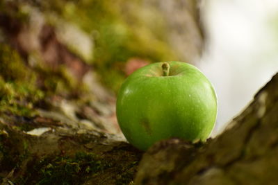 Close-up of apple on tree