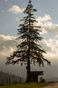 Tree on field by building against sky