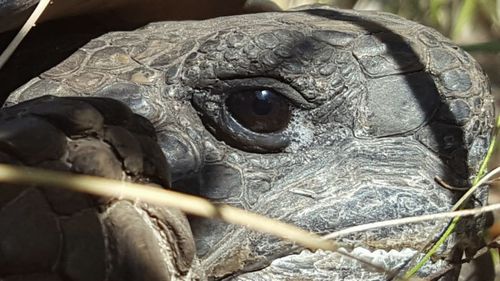 Close-up of turtle