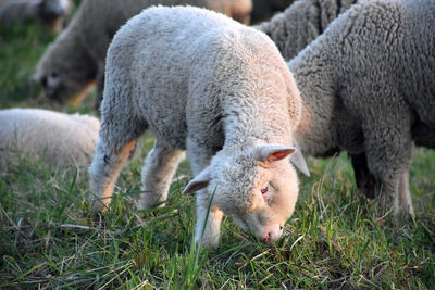 Sheep grazing in a field