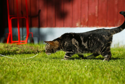 Cat relaxing on grassy field
