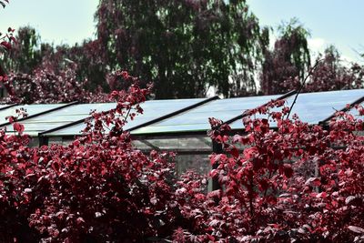 View of cherry blossom trees