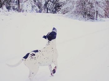 Dog on snow covered land