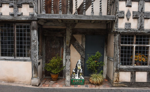 Potted plants on window of old building